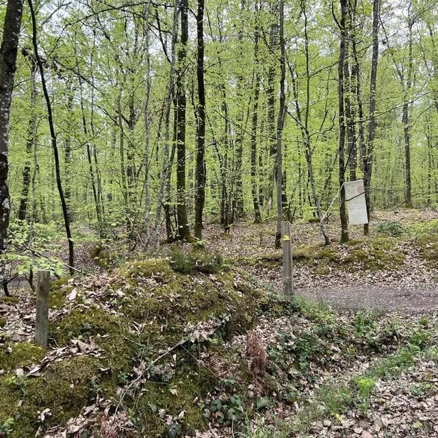 photo la forêt constitue une belle part du parcours de biodiversité vibraye.  ©  archives yanne boloh