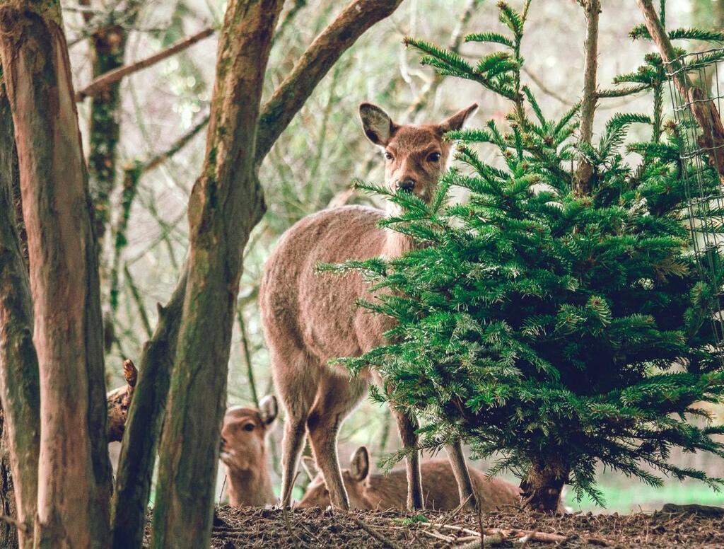 Legendia Parc offre également une seconde vie à vos sapins de Noël