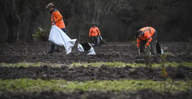 photo  spay, lundi 19 décembre 2022. près de 6 000 plants ont été nécessaires au boisement de cette parcelle qui était à l’abandon.  &copy;  le maine libre – denis lambert 