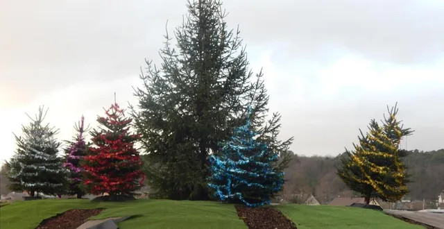 photo  six petits sapins plus un plus dominant surplombait l’entrée de la commune pour le plaisir de toutes et tous.  &copy;  le maine libre 