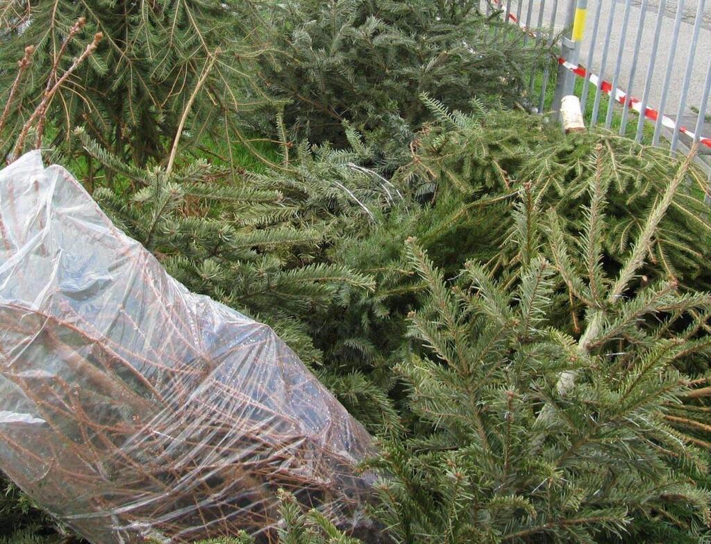 Que faire de votre sapin de Noël ? La ville de Carhaix propose un