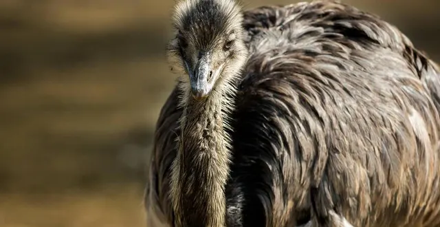 photo  un émeu australien en divagation a été abattu, vendredi 30 décembre 2022, dans l’orne.  &copy;  fotolia 