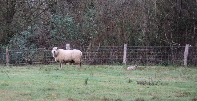 photo  arthur gambade dans un espace vert au clos menou, à argentan, auprès de ses compères.  &copy;  ouest-france 