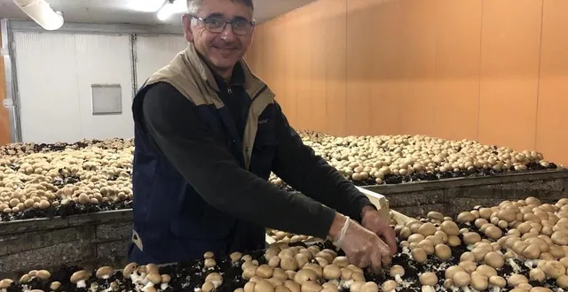 photo  patrick jost produit environ 500 kg de champignons par semaine dans sa champignonnière qu’il a installée à juigné-sur-sarthe.  &copy;  ouest-france 