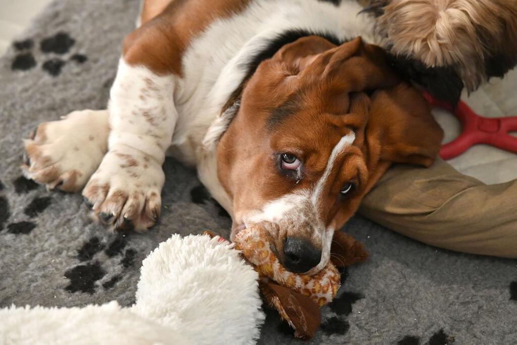 dimanche passe un bon chiot