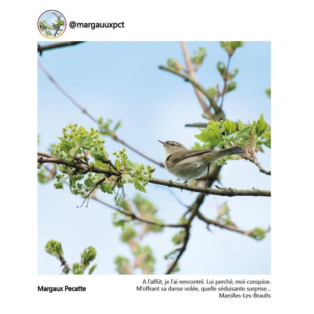 photo un oiseau, à marolles-les-braults.  ©  margaux pecatte/ conseil départemental de la sarthe.