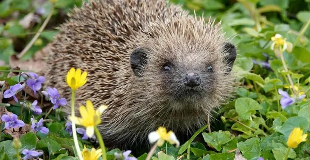 photo  le hérisson est menacé d’extinction. ici un animal photographié dans le morbihan en avril 2019. photo d’illustration  &copy;  archives ouest-france/thierry creux 