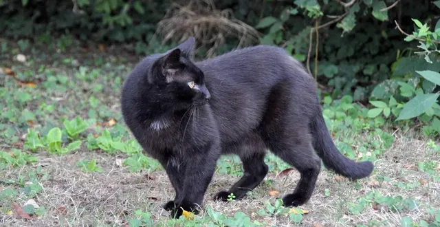 photo  qu’il soit adopté ou errant, mâle ou femelle, le chat doit être identifié et stérilisé.  &copy;  archives le maine libre 