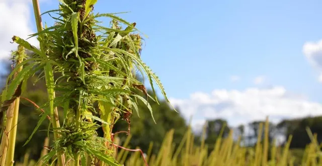 photo  du chanvre transformé en hydrogène ? c’est le projet porté par jean foyer avec son projet qairos.  &copy;  archives ouest-france 