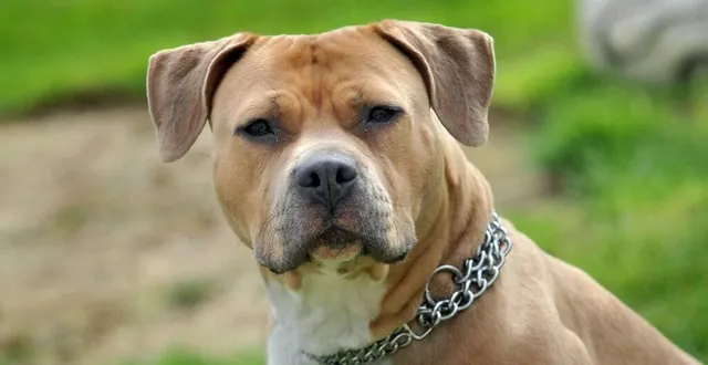 photo  les aboiements des chiens peuvent créer de véritables troubles du voisinage.  &copy;  archives le courrier de l’ouest – marie delage 