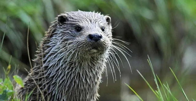 photo  la loutre est l’une des espèces présente sur le territoire.  &copy;  archives ouest-france 