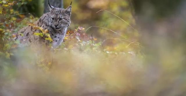 photo  dimanche 22 janvier à 15 heures, projection du film de laurent geslin « le lynx,la forêt est son royaume ».  &copy;  gbk films 
