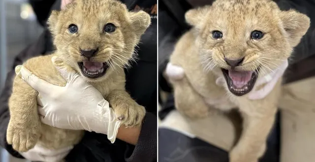 photo  deux femelles prénommées bembea et nguvu sont nées au bioparc de doué-en-anjou (maine-et-loire).  &copy;  e. flautre / bioparc 
