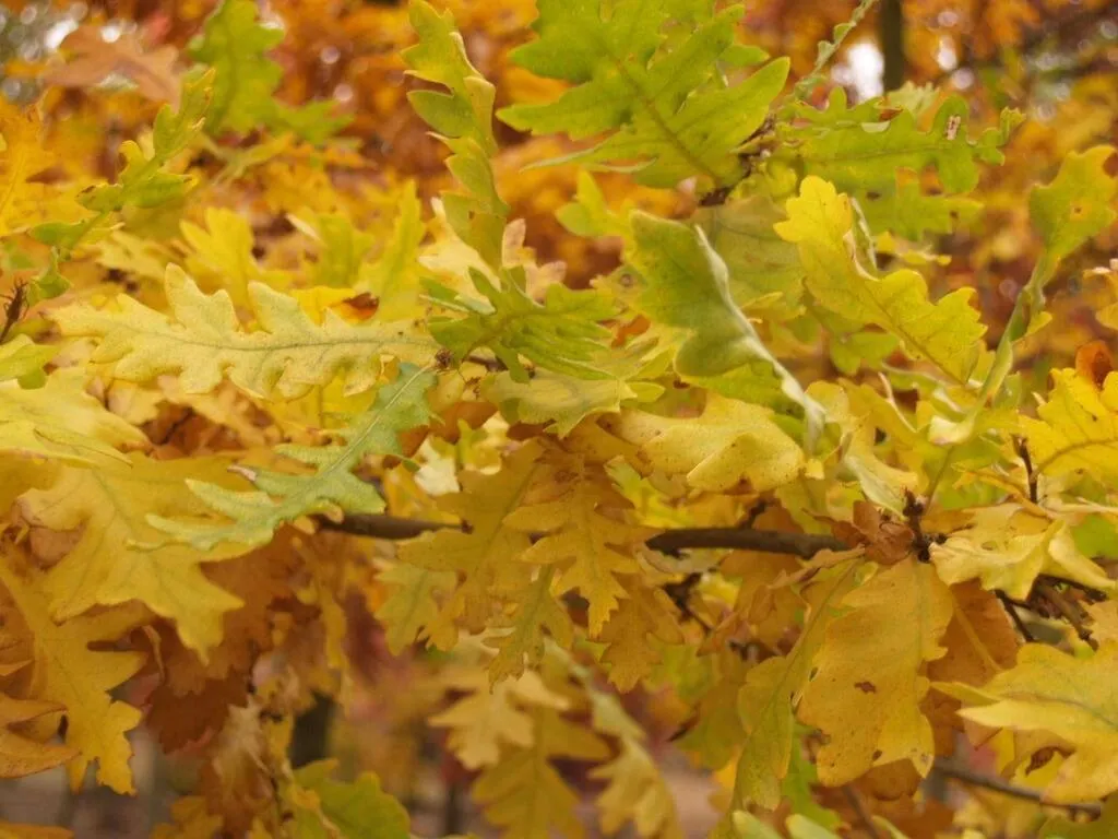 Quel chêne planter dans votre jardin ? Cinq variétés adaptées à vos envies Quel chêne planter dans votre jardin ? Cinq variétés adaptées à vos envies