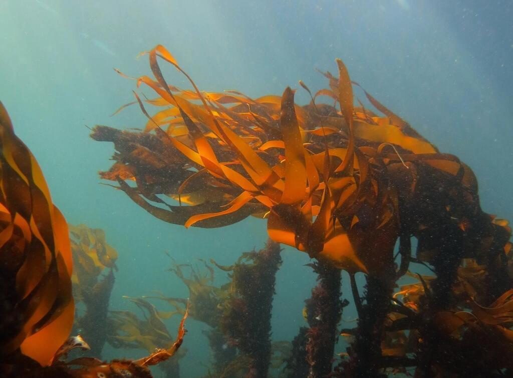 Les forêts d'algues, un outil efficace contre le changement climatique