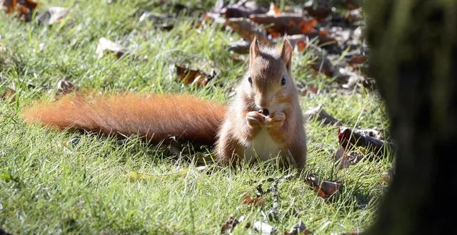 photo  un écureuil roux.  &copy;  archives thierry creux, ouest-france 