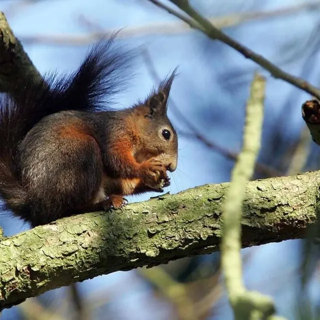 photo à la belle saison des récoltes, l’écureuil cache une partie de sa nourriture.  ©  archives thierry creux, ouest-france