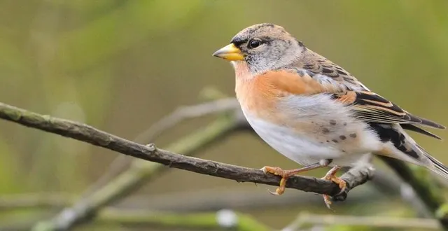 photo  les oiseaux des jardins doivent être recensés.  &copy;  parc normandie maine 