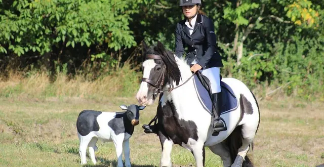photo  clémence et darling du majestic au championnat de france où elles ont pris la deuxième place de la catégorie novice.  &copy;  poukra tanneur 