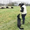 photo avec ses chiens, le berger pierre giroux gère 90 moutons en 2023. ici, à la fontaine-saint-martin.