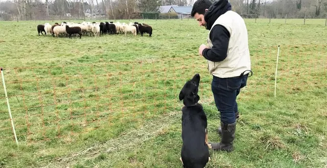 photo  avec ses chiens, le berger pierre giroux gère 90 moutons en 2023. ici, à la fontaine-saint-martin.  &copy;  le maine libre 