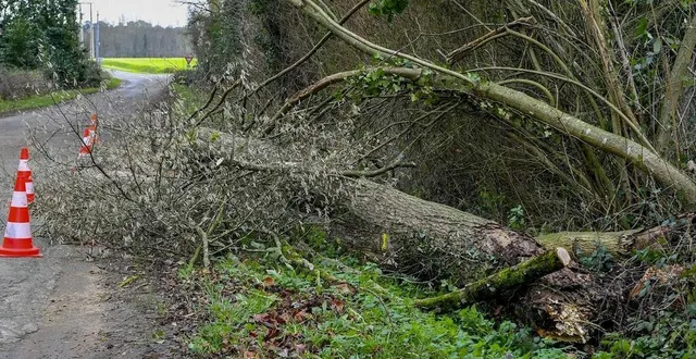 photo  lors de la tempête « gérard », au cours du mois de janvier 2023, des vents avoisinants les 100 km/h ont été enregistrés à rouessé-vassé, créant quelques dégâts, notamment avec la chute d’arbres.  &copy;  le maine libre – yvon loue 
