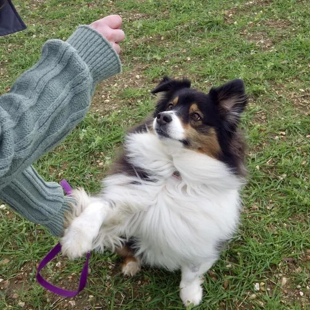 photo si vous lâchez votre animal de compagnie en campagne, il doit être parfaitement dressé et revenir lorsque vous lui demandez.  ©  le maine libre