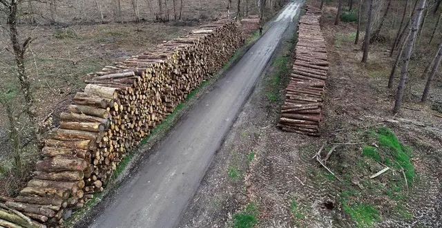 photo  le long des routes et chemins qui sillonnent la forêt de baugé (maine-et-loire) des tas de billes de bois brûlés par l’incendie d’août 2022 s’alignent en attendant leur commercialisation.  &copy;  jérôme fouquet/ouest-france 