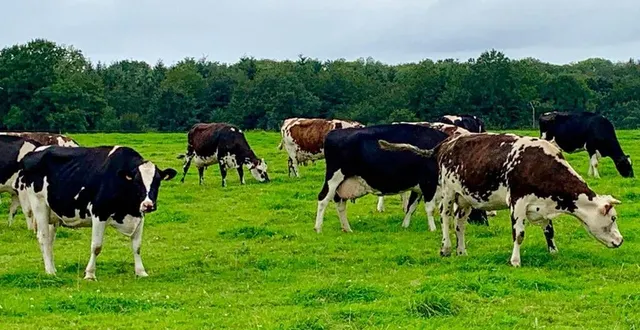 photo  des vaches normandes dans les pâturages.  &copy;  archives ouest-france 