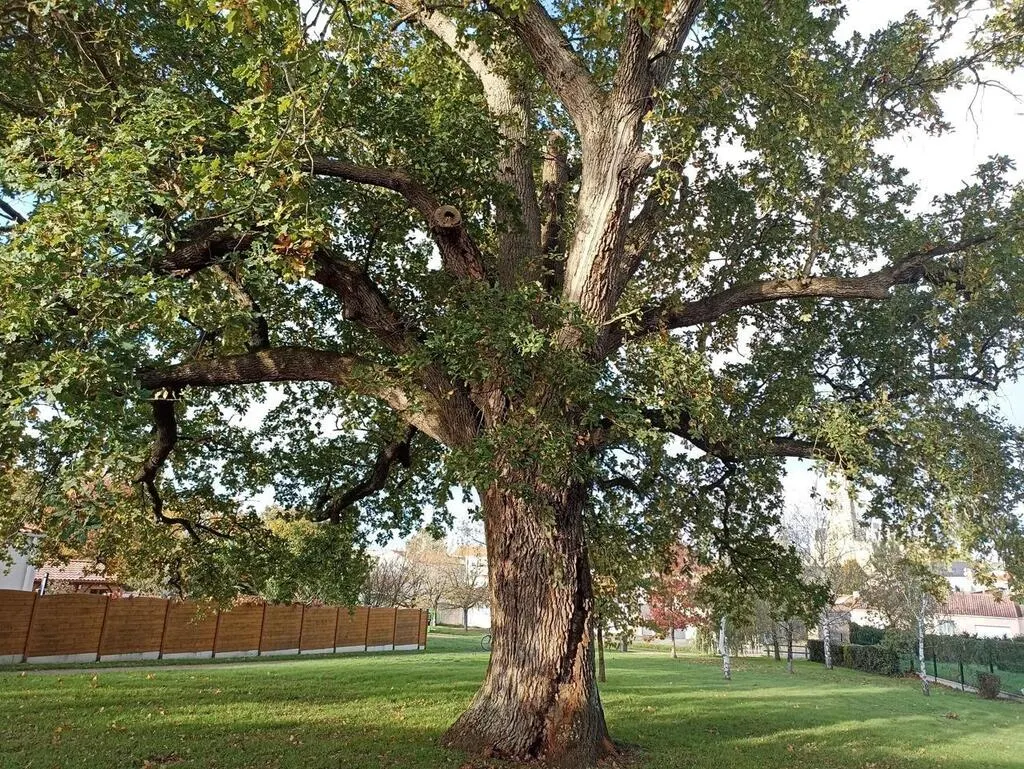 Comment connaître l’âge d’un chêne sans le couper ? Trois choses à savoir sur cet arbre Le