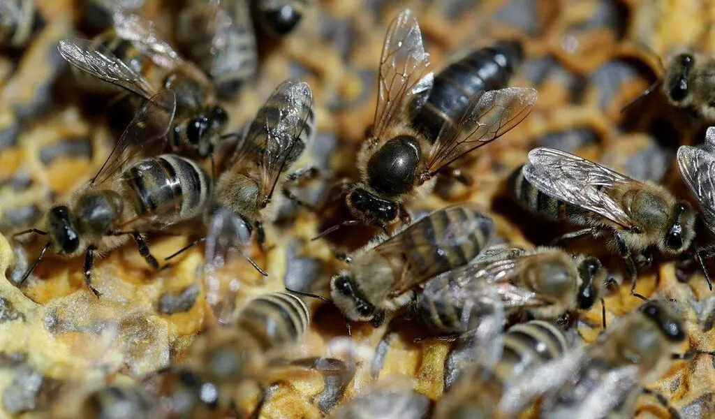 Comment les abeilles se protègentelles du froid pour survivre à l’hiver ?