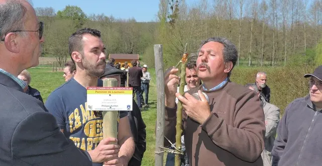 photo  les croqueurs de pommes aiment transmettre la méthode pour greffer les arbres (ici au verger conservatoire de bretoncelles).  &copy;  archives ouest-france 