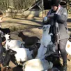 photo  le breil-sur-mérize, mercredi 8 février 2023. brigitte de valennes est venue avec ses petites-filles, ciara et nayla, qui ont adoré les zones d’immersion avec les animaux. 