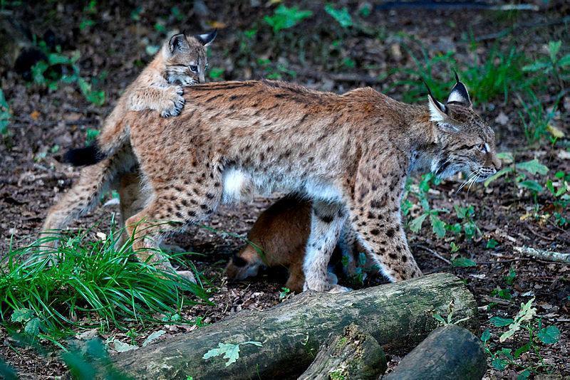 France: le lynx des montagnes du Jura