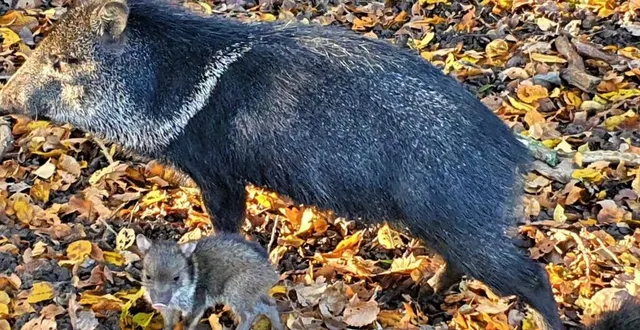 photo  les bébés pécaris.  &copy;  le maine libre 
