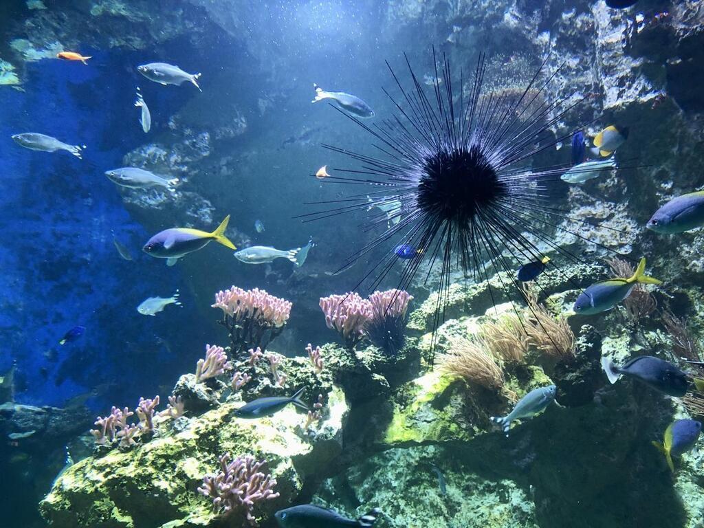 Au Grand aquarium de SaintMalo, dans le bassin du galion, les coraux