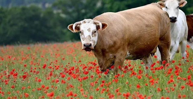photo  le maine-et-loire, qui représente la première agriculture de la région pays de la loire, sera largement représenté au salon international de l’agriculture. vingt-six éleveurs bovins seront ainsi présents durant toute la durée du salon.  &copy;  ouest-france 