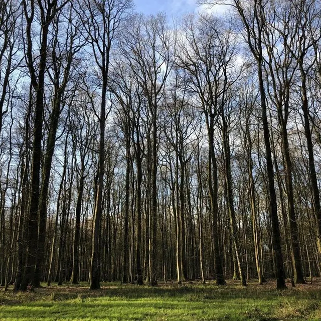 photo en hiver, les feuillus de la forêt de bellême ont perdu leur ornement.  ©  archives ouest-france