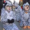 photo  de beaux jeunes dalmatiens valennois 