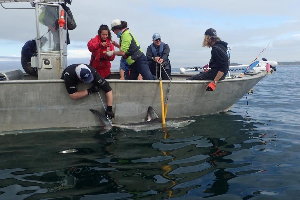 En Bretagne Le Requin Taupe A Bien Ses Habitudes Dans Les Eaux Côtières Des Côtes Darmor 