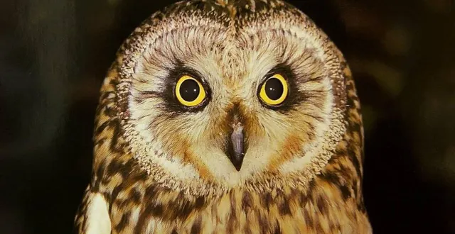 photo  une promenade à la nuit tombée permettra d’observer les rapaces nocturnes.  &copy;  archives le maine libre – hervé petitbon 