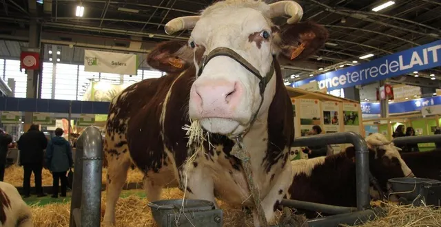 photo  la race saosnoise, originaire du nord de la sarthe, sera représentée cette année au concours général d’élevage.  &copy;  archives ouest-france 