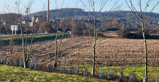 photo  des arbres remarquables et arbustes florifères fraîchement plantés à val-au-perche.  &copy;  ouest-france 