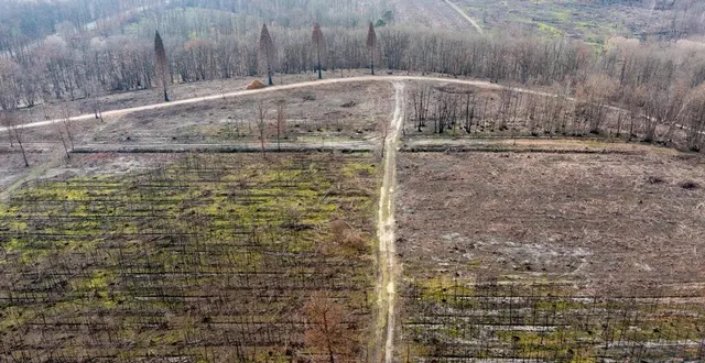 photo  six mois après l’incendie d’août 2022, la forêt de baugé (maine-et-loire) a été débarrassée, dans une grande mesure, des arbres calcinés.  &copy;  franck dubray/ouest-france 