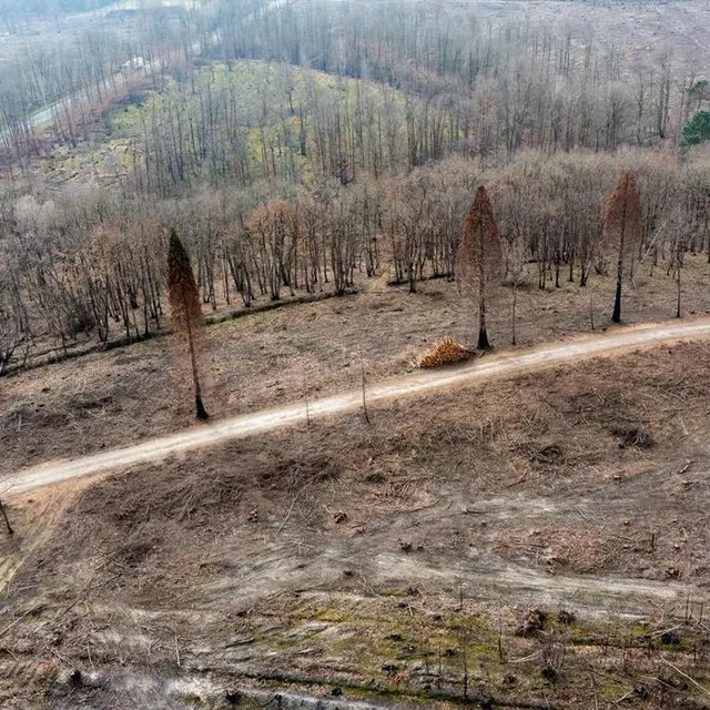 photo ces quatre séquoias n’ont pas entièrement brûlé. mais sont-ils toujours vivants ? il faudra attendre encore plusieurs semaines pour le savoir.  ©  franck dubray/ouest-france