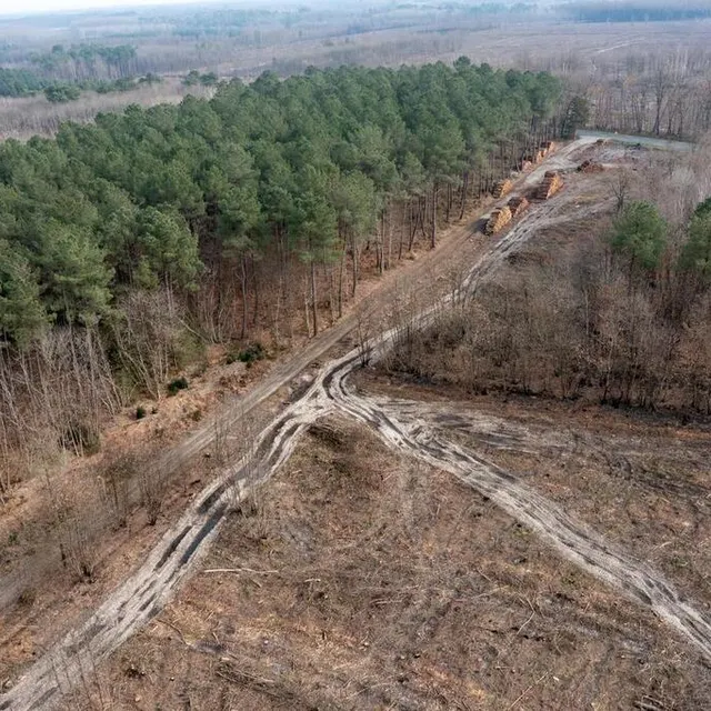 photo les tas de billes de bois (en haut à gauche de l’image) sèchent le long des routes et chemins en attendant leur départ vers des sites de transformation.  ©  franck dubray/ouest france