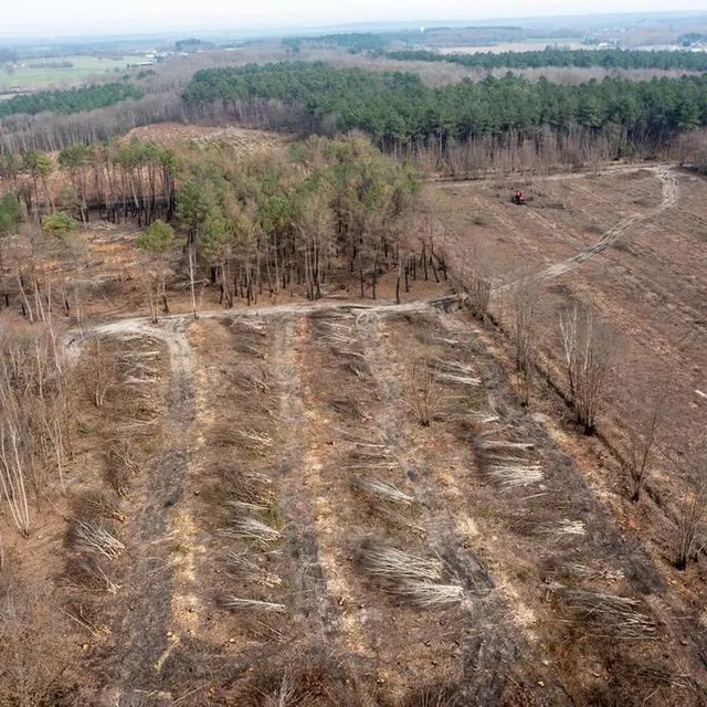 photo les pinèdes ont entièrement disparu, avalées par les flammes, contrairement aux zones plantées en feuillus.  ©  franck dubray/ouest-france