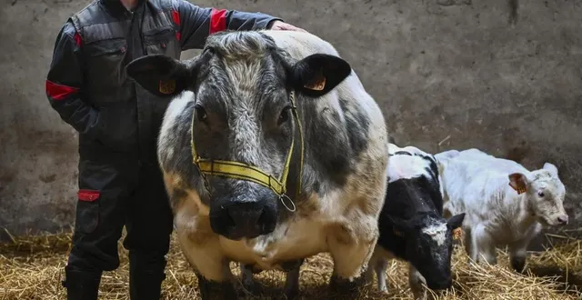 photo  wouter de praeter se rendra au salon pour la première fois. sa championne splendide participera au concours dans la catégorie génisses blanc bleu.  &copy;  le maine libre – denis lambert 