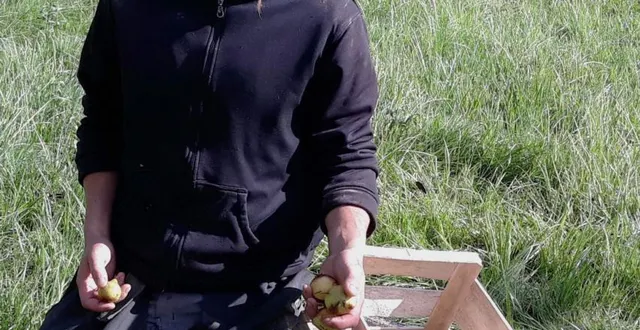 photo  édouard bénard a récolté les pommes à l’automne.  &copy;  ouest-france 