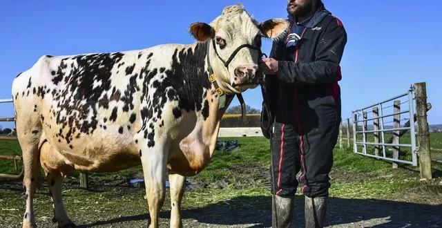 photo  une fois de plus, la gaec de la bissonnière a été primé au salon de l’agriculture.  &copy;  archives le maine libre – denis lambert 